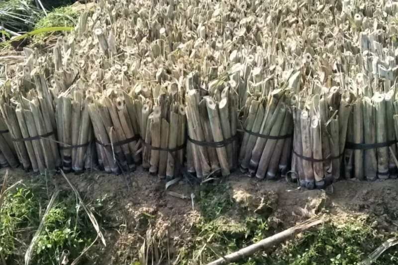 黑皮甘蔗苗