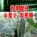 韩洲珍品黄瓜种子，耐热可越夏，高产杂交亩产可达2万公斤