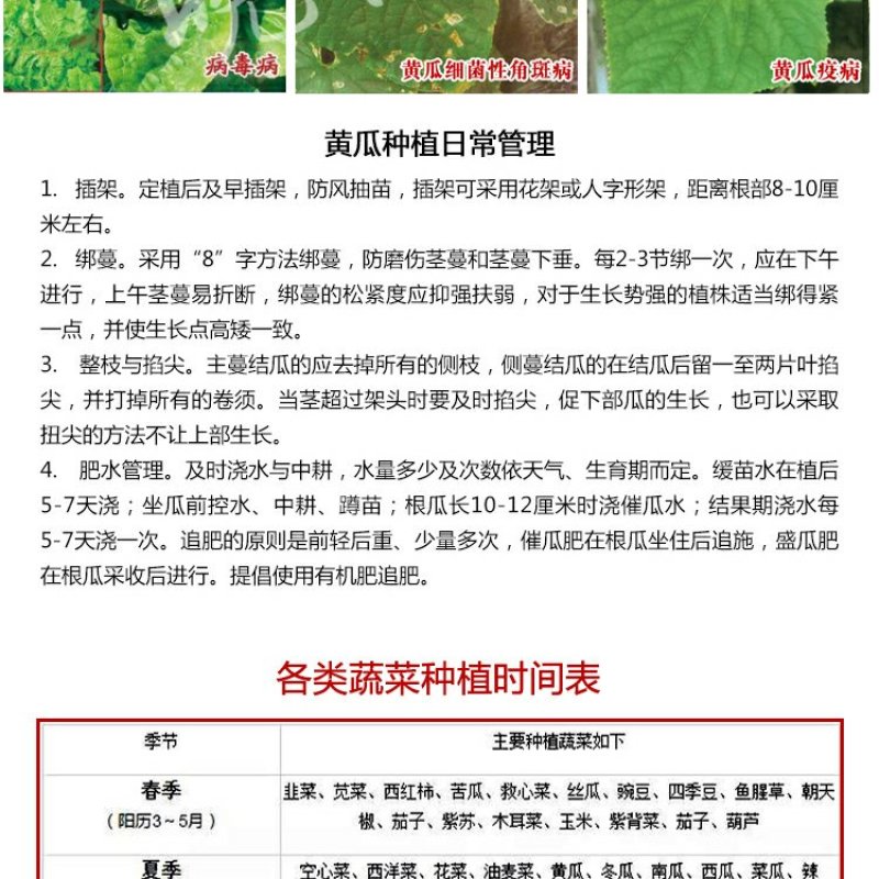 韩洲珍品黄瓜种子，耐热可越夏，高产杂交亩产可达2万公斤