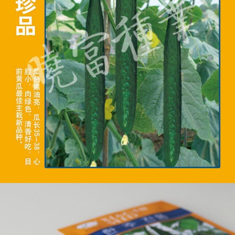 韩洲珍品黄瓜种子，耐热可越夏，高产杂交亩产可达2万公斤