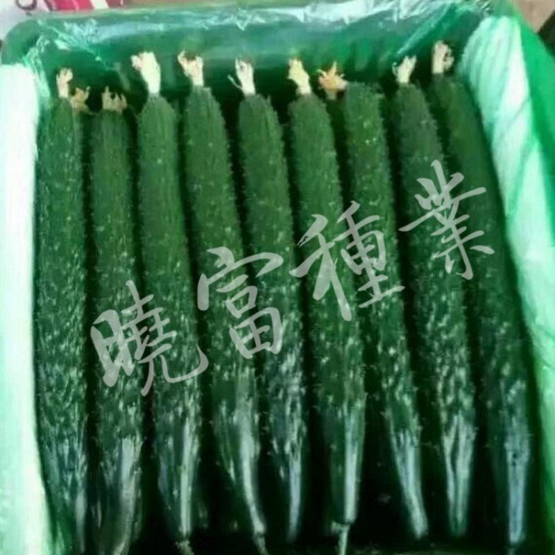 韩洲珍品黄瓜种子，耐热可越夏，高产杂交亩产可达2万公斤