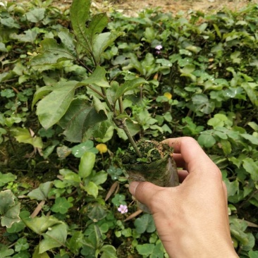 黄金百香果苗。