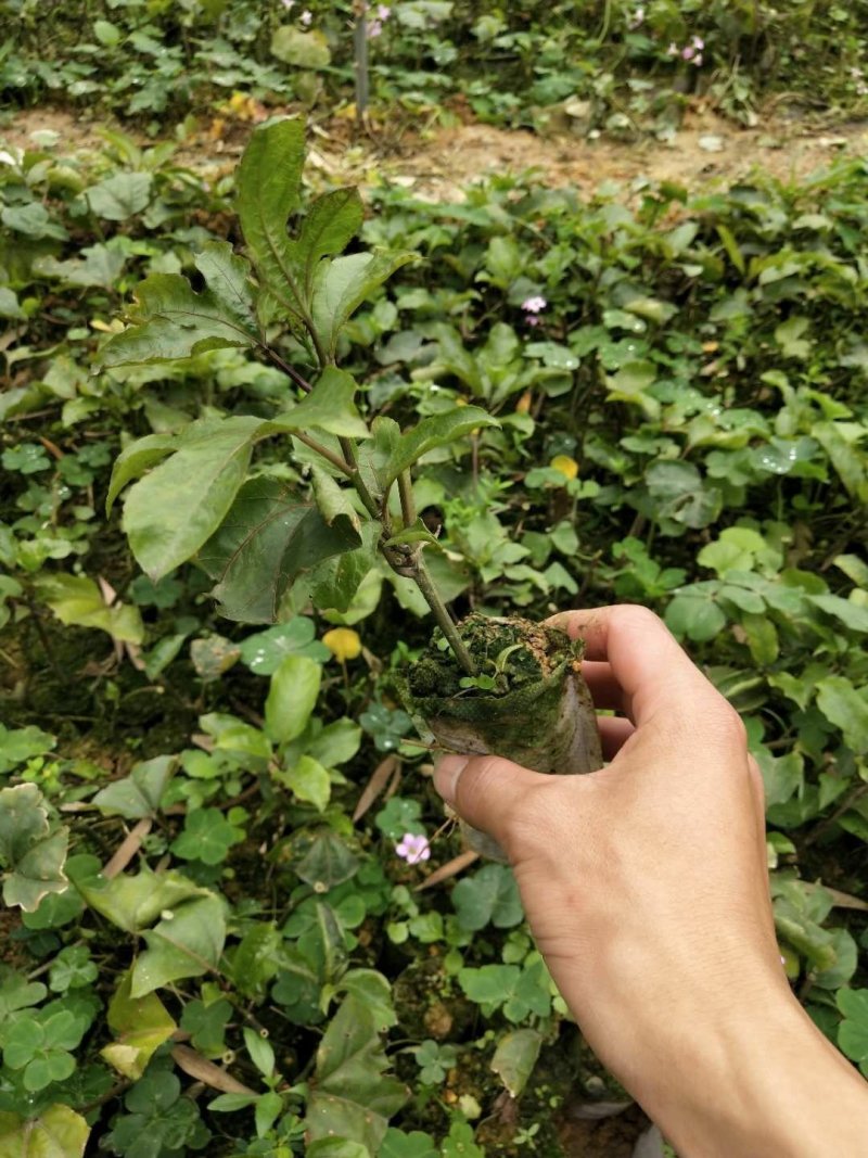 黄金百香果苗。