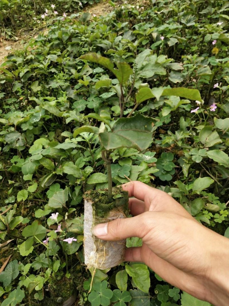 黄金百香果苗。