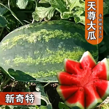 特大花皮长椭圆抗病天尊西瓜种子原装2000粒包邮