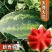 特大花皮长椭圆抗病天尊西瓜种子原装2000粒包邮