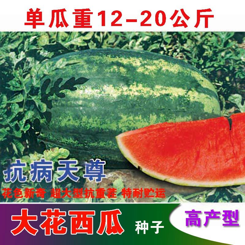 特大花皮长椭圆抗病天尊西瓜种子原装2000粒包邮