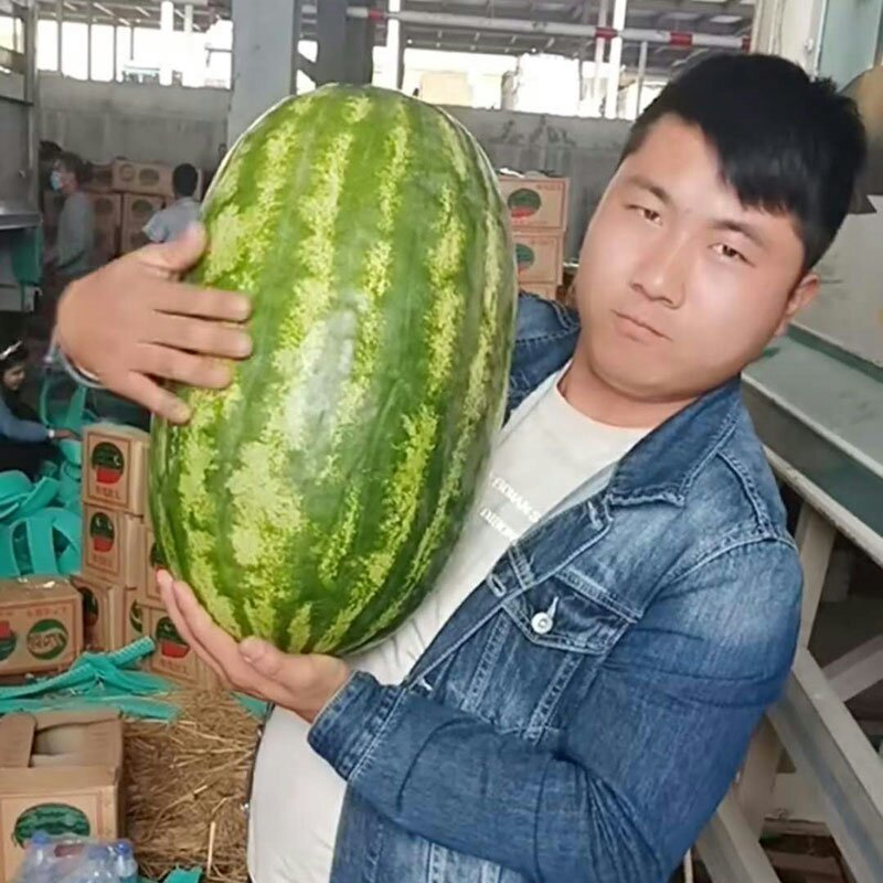 特大花皮长椭圆抗病天尊西瓜种子原装2000粒包邮