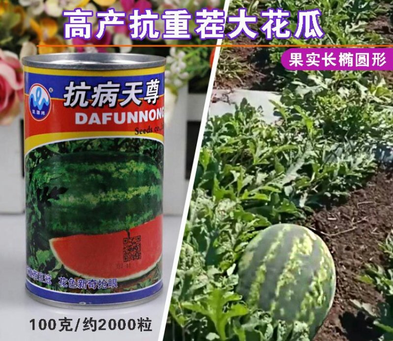 特大花皮长椭圆抗病天尊西瓜种子原装2000粒包邮