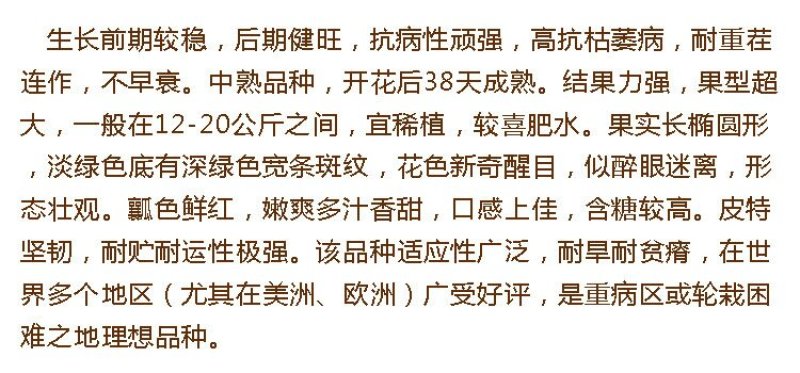 特大花皮长椭圆抗病天尊西瓜种子原装2000粒包邮
