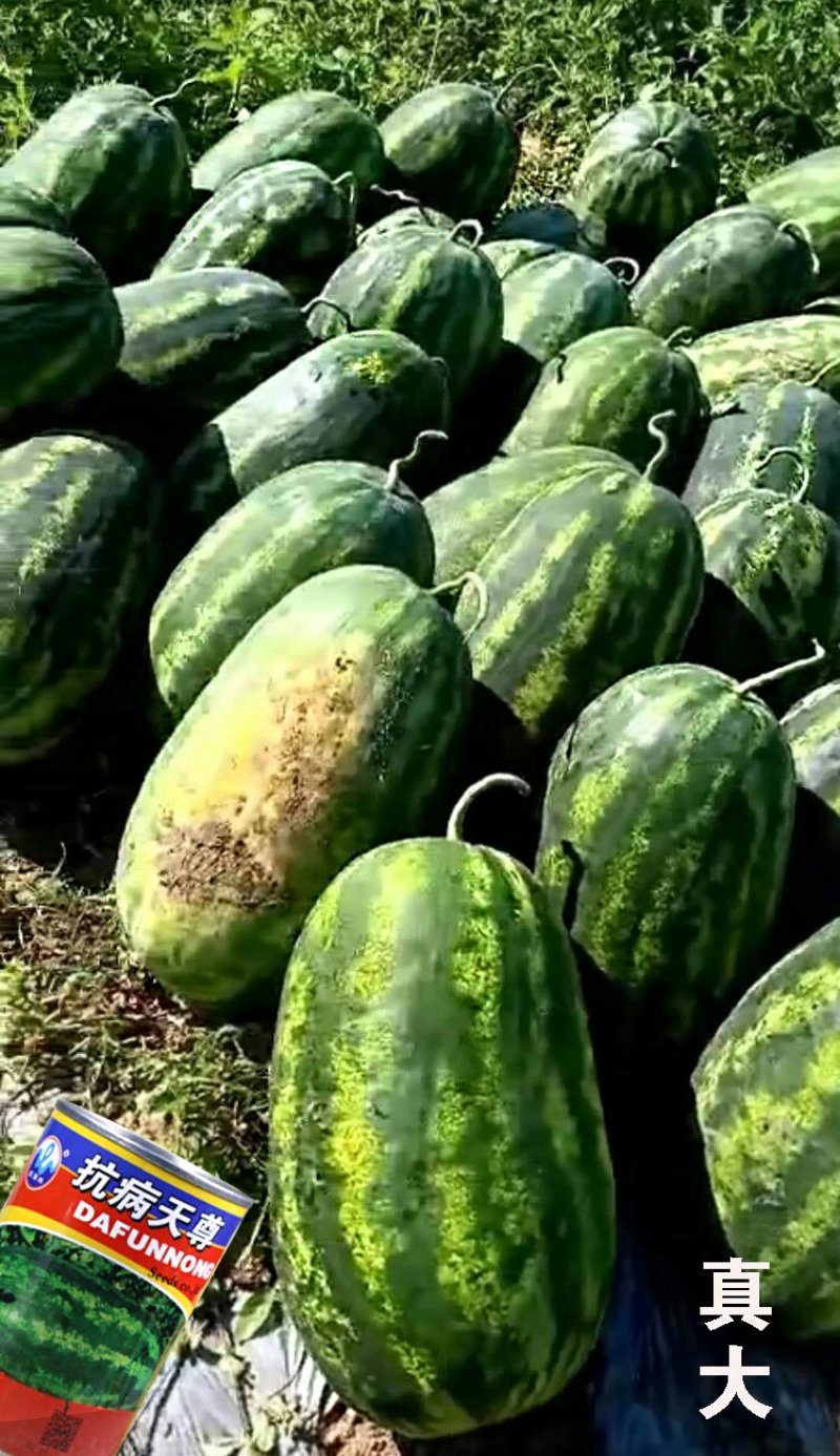 特大花皮长椭圆抗病天尊西瓜种子原装2000粒包邮