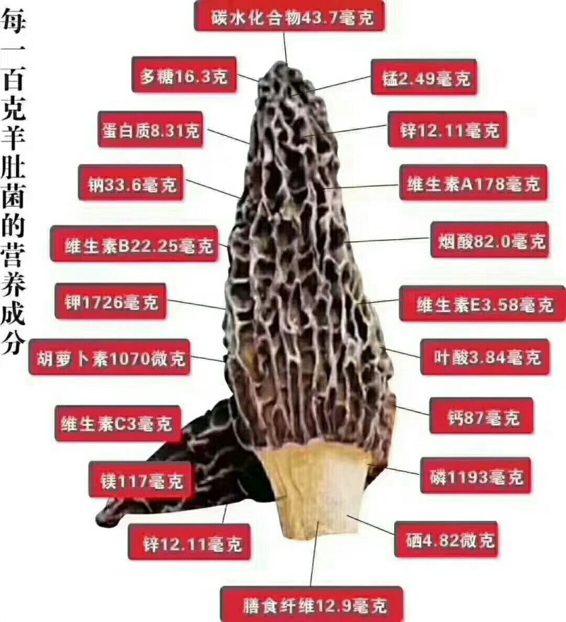 羊肚菌
