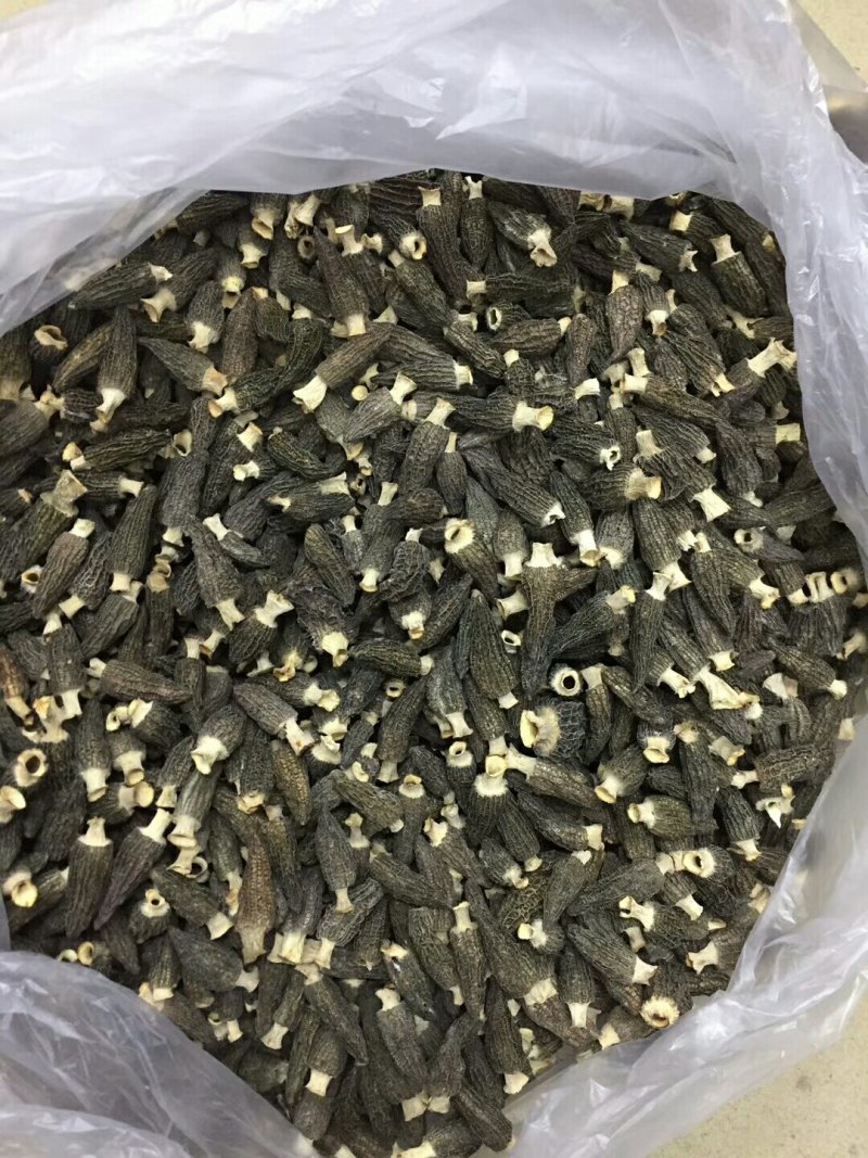 羊肚菌