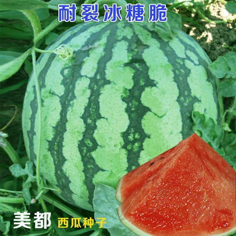 美都耐裂冰糖脆高糖瓤红甜脆西瓜种子