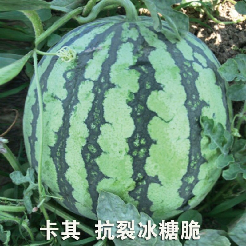 美都耐裂冰糖脆高糖瓤红甜脆西瓜种子