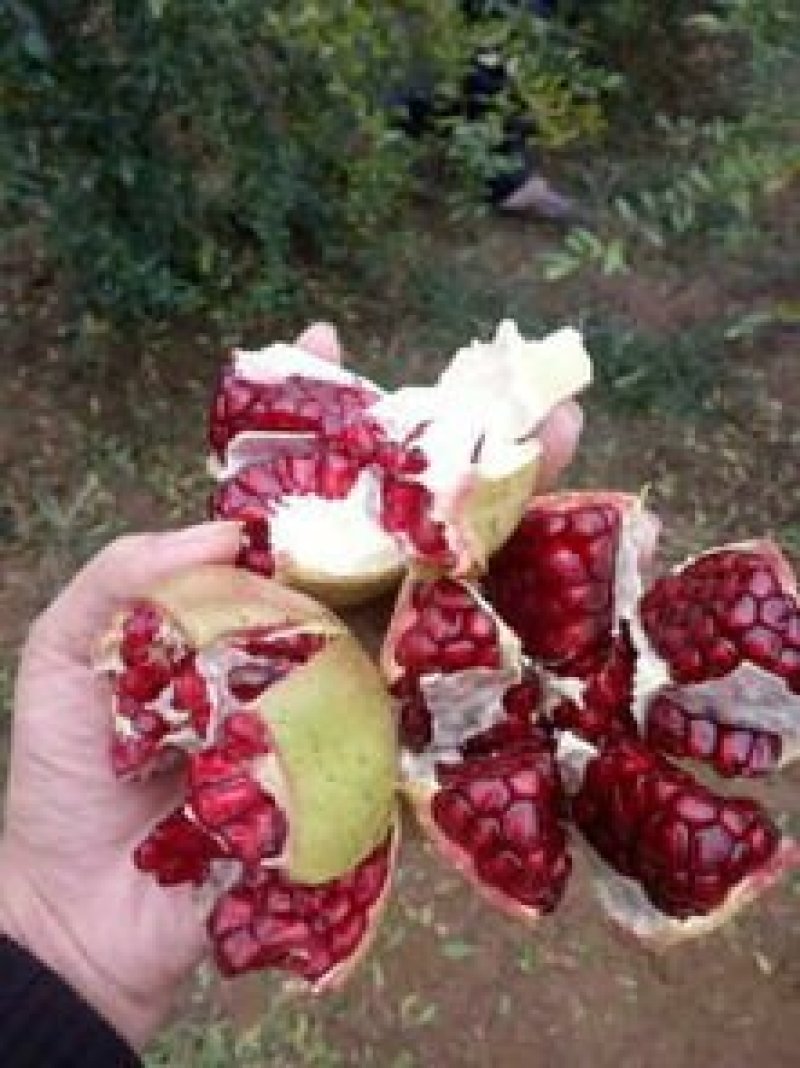 石榴树苗
