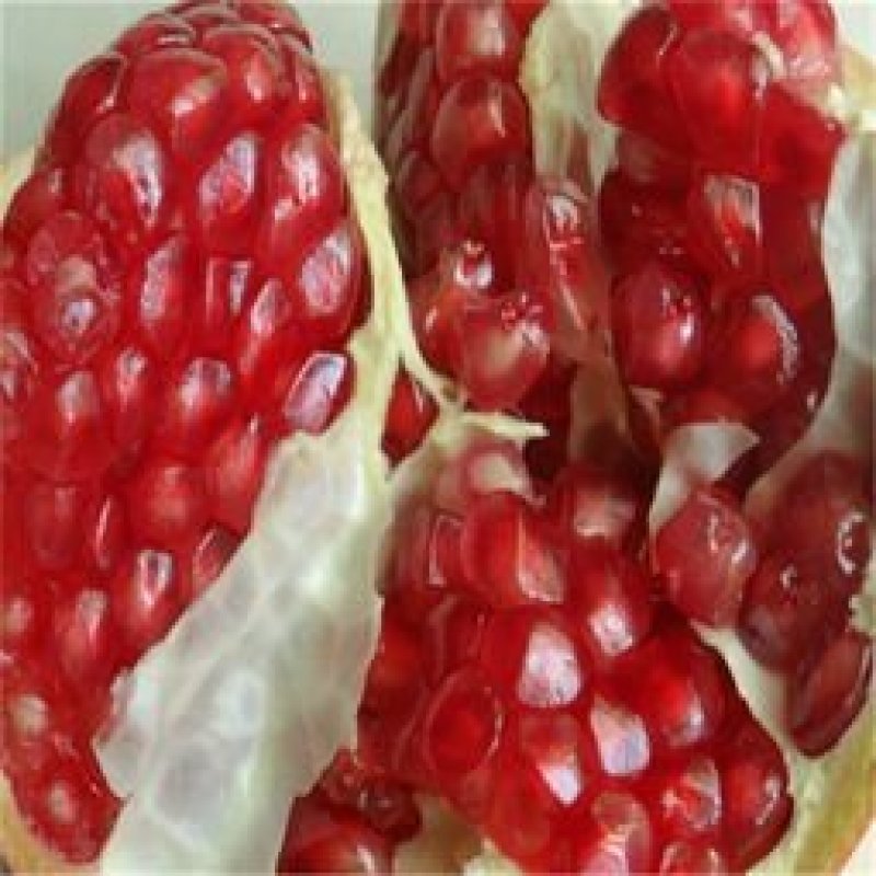 石榴树苗