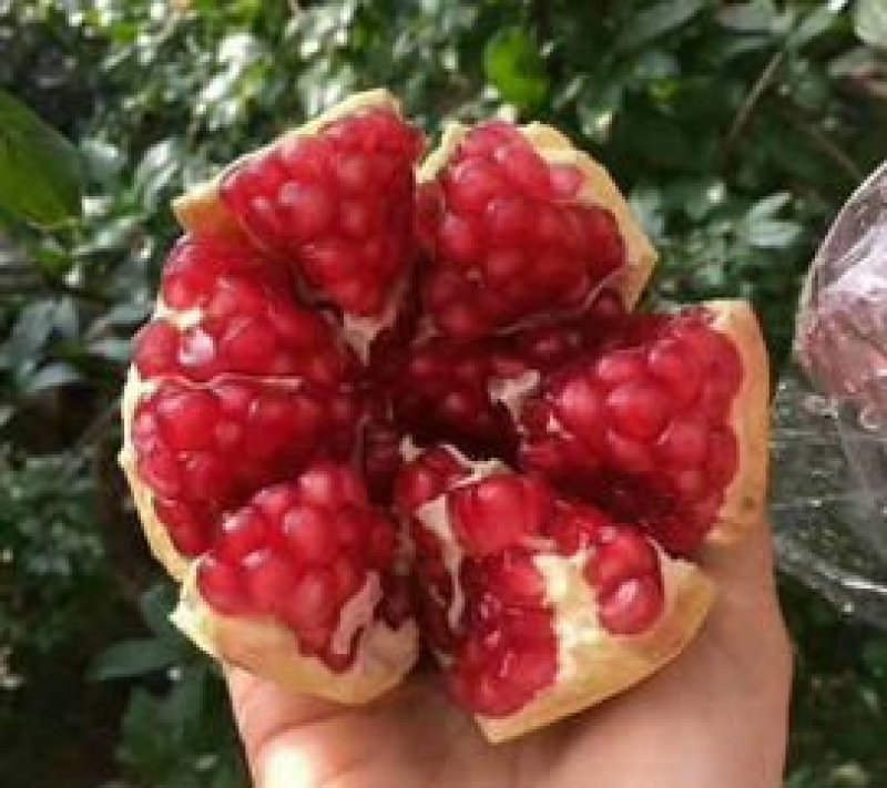 石榴树苗