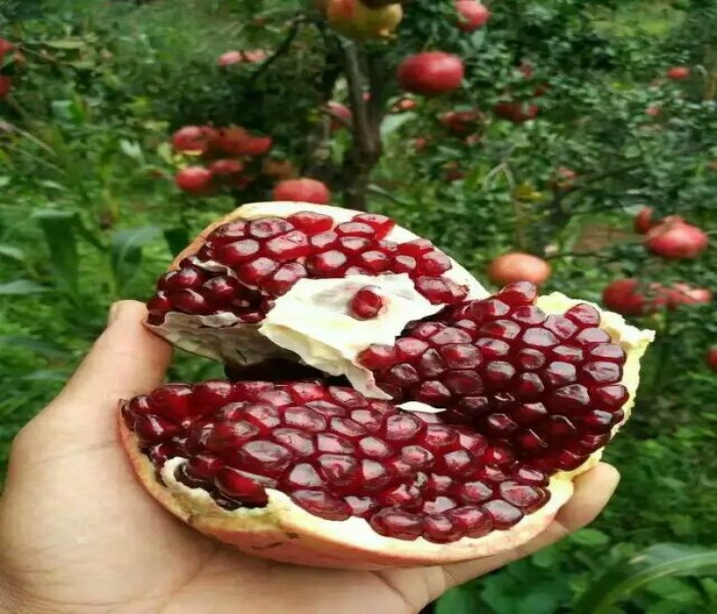 石榴树苗