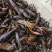 潜江清水小龙虾3-4钱4-6钱精品食用活虾纯青虾死亡包赔