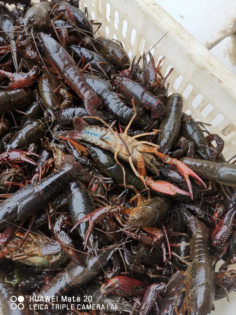 潜江清水小龙虾3-4钱4-6钱精品食用活虾纯青虾死亡包赔
