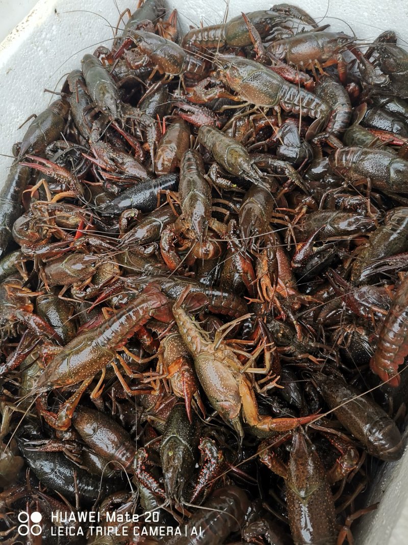 潜江清水小龙虾3-4钱4-6钱精品食用活虾纯青虾死亡包赔