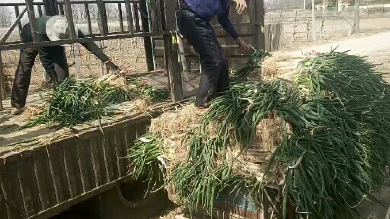 灵宝精品沙地长白大葱