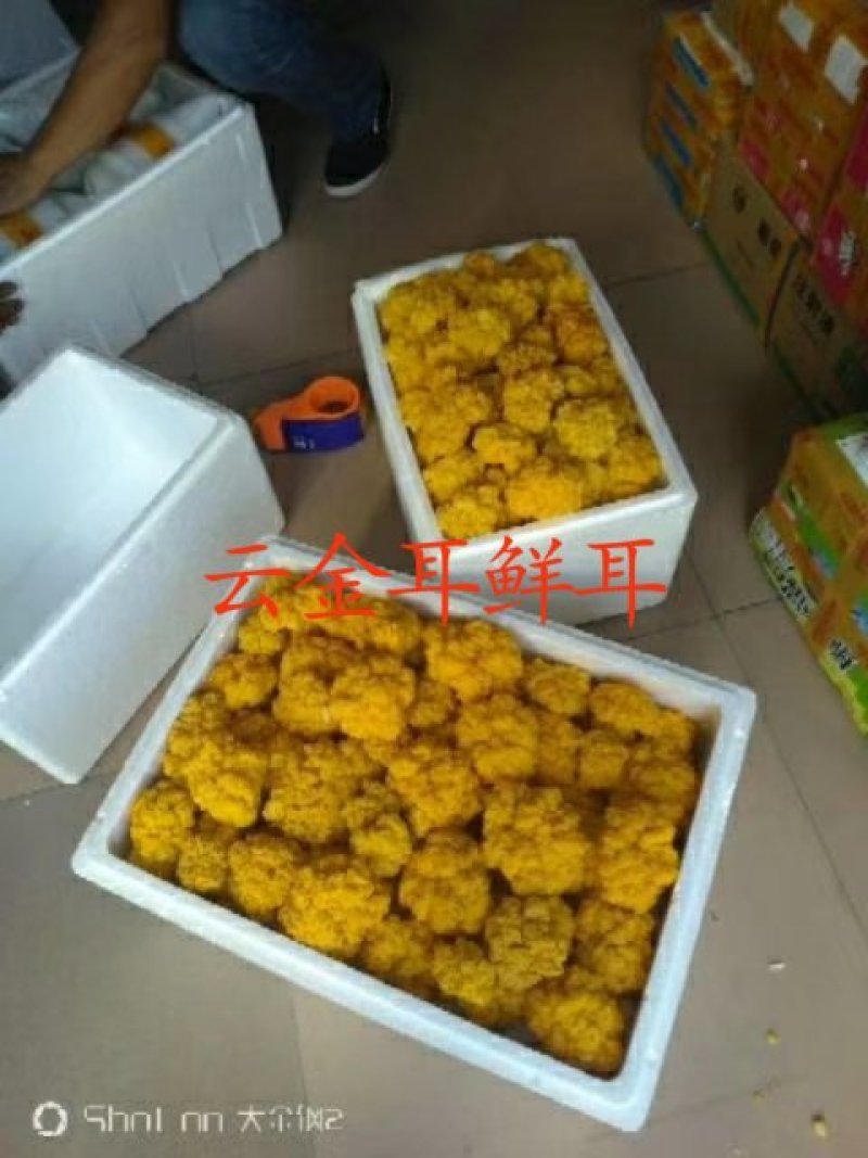云南野生食用菌金耳