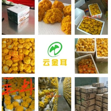 云南野生食用菌金耳