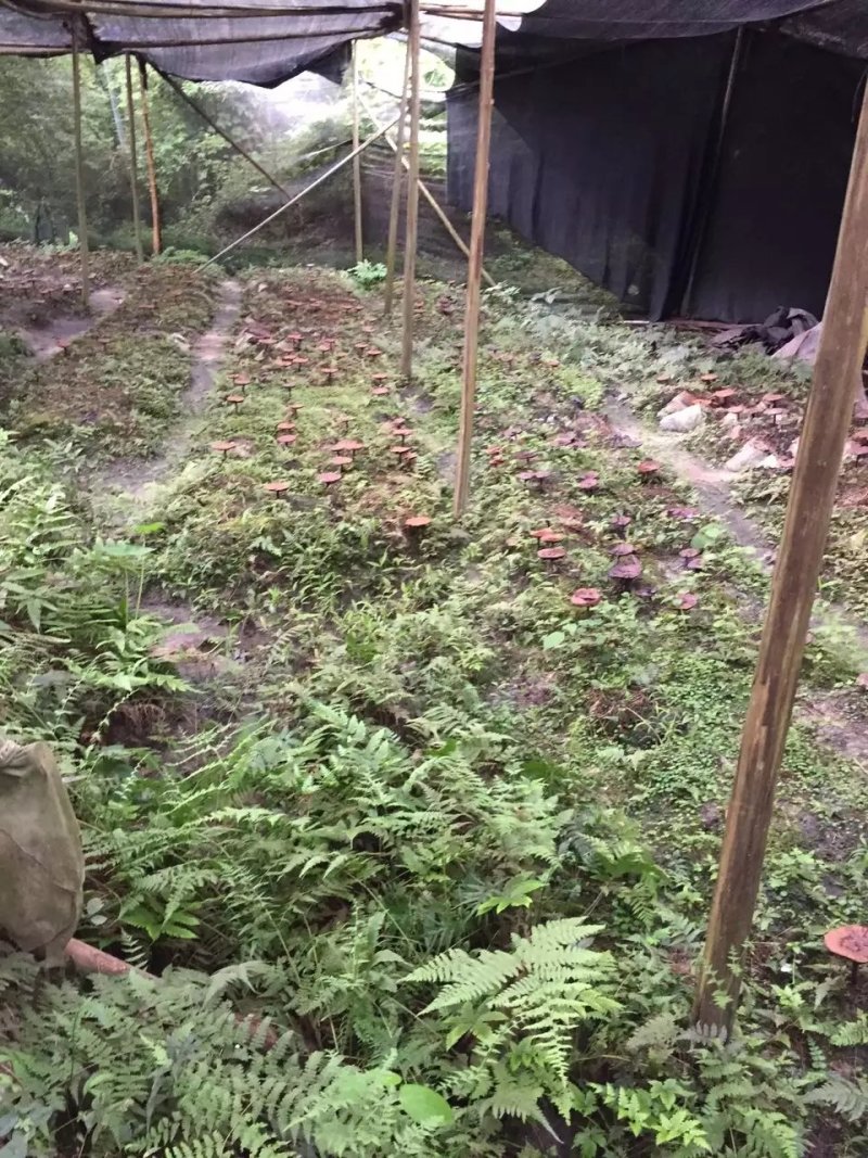 江西仿野生紫灵芝不苦很香