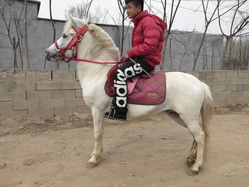 骑乘马小白龙马