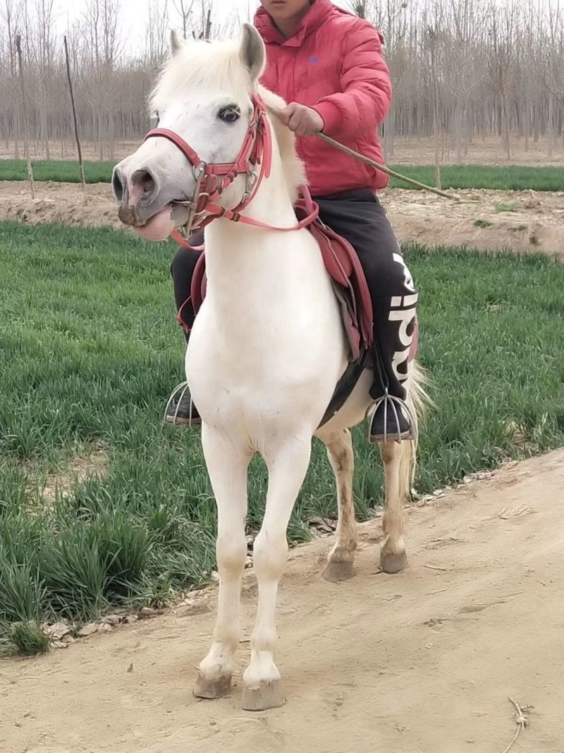 骑乘马小白龙马