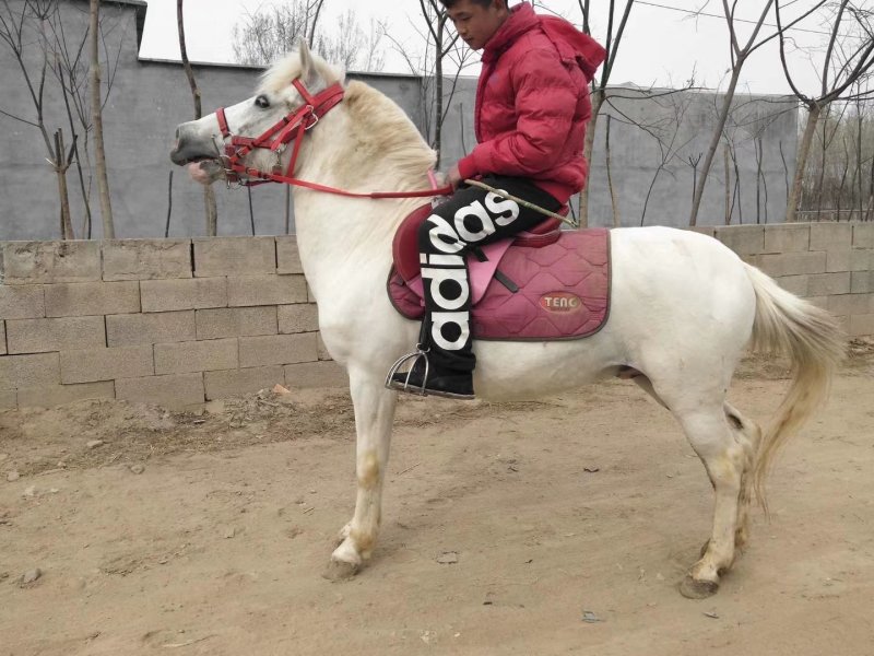 骑乘马小白龙马