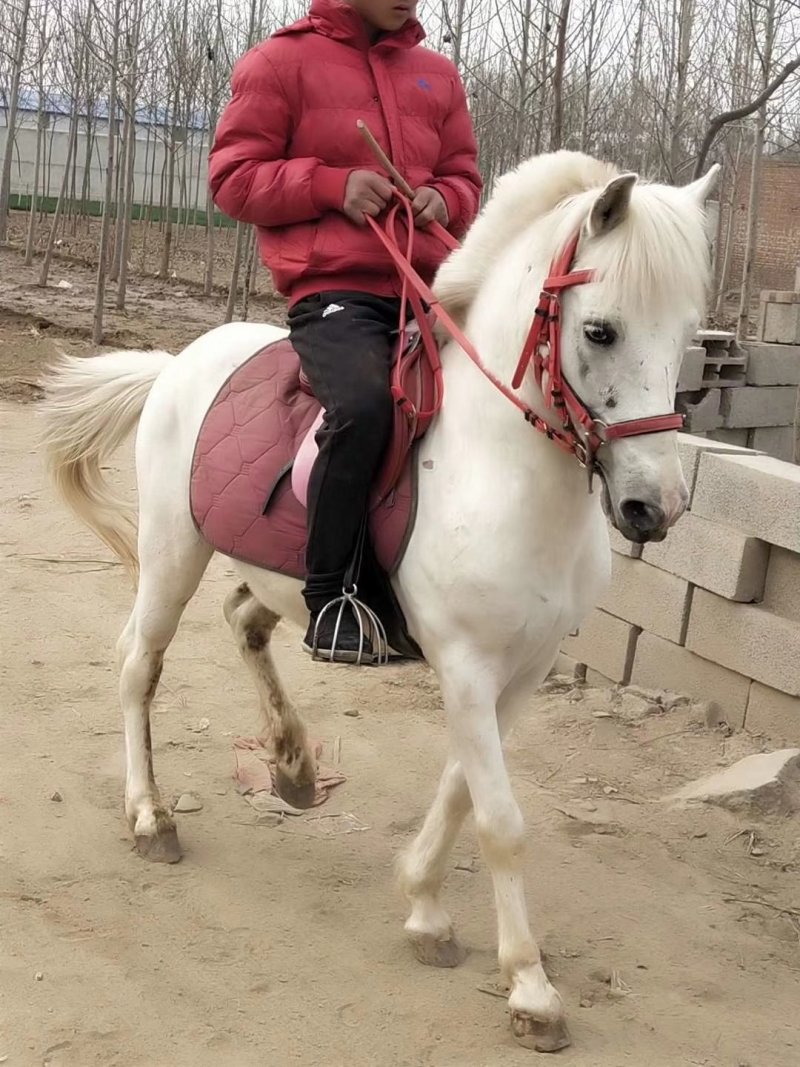 骑乘马小白龙马