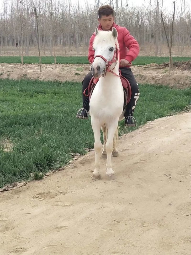 骑乘马小白龙马