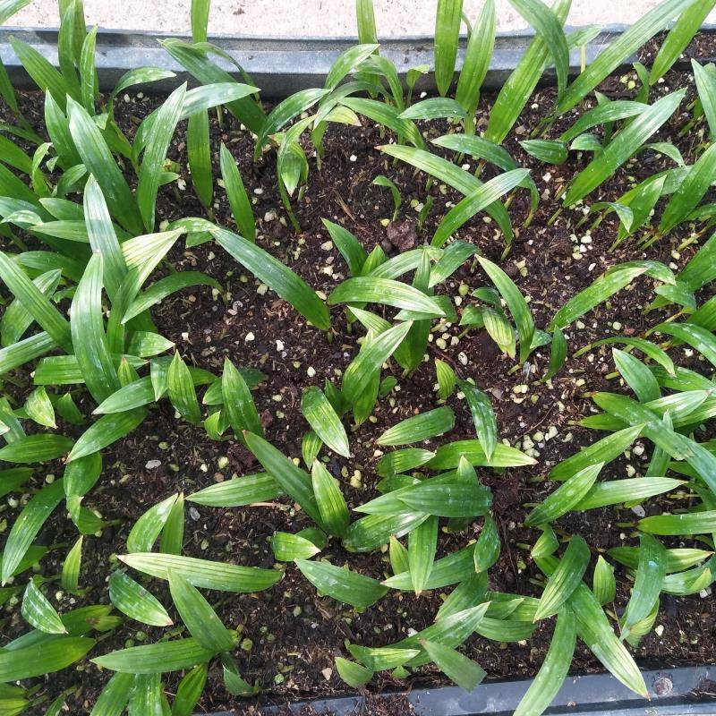大叶棕竹种苗广州苗圃批发棕榈科植物四季常青观叶植物