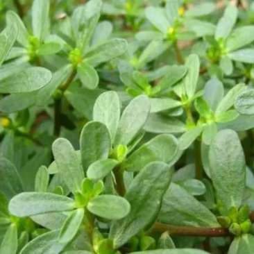 野生马齿菜