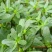 野生马齿菜