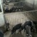 苏太黑母猪新淮仔猪北京黑莱芜黑里岔黑猪等全国包邮包活