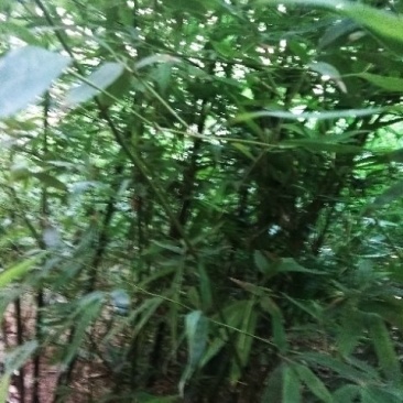 本地早园竹，