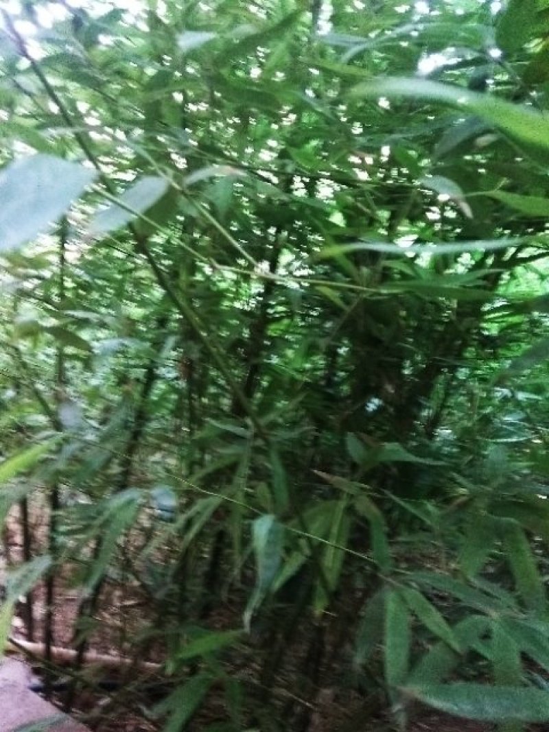 本地早园竹，