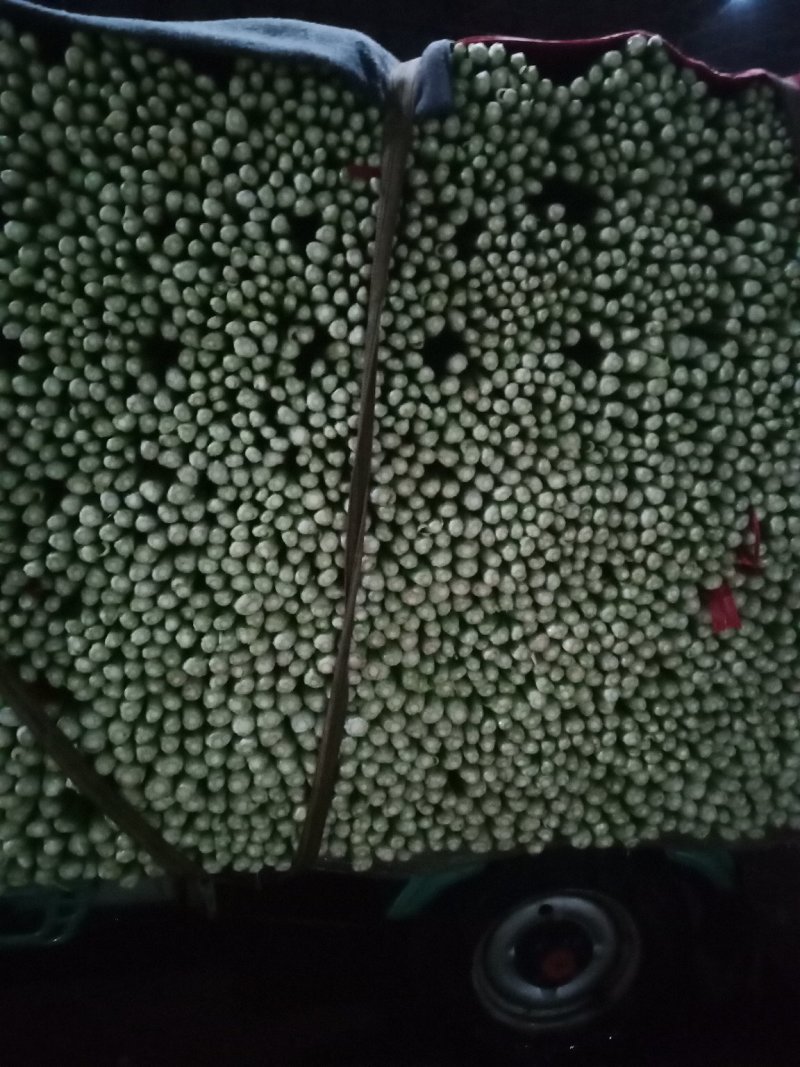 邯郸精品芹菜，可打捆，可散装，量大质优需要的联系