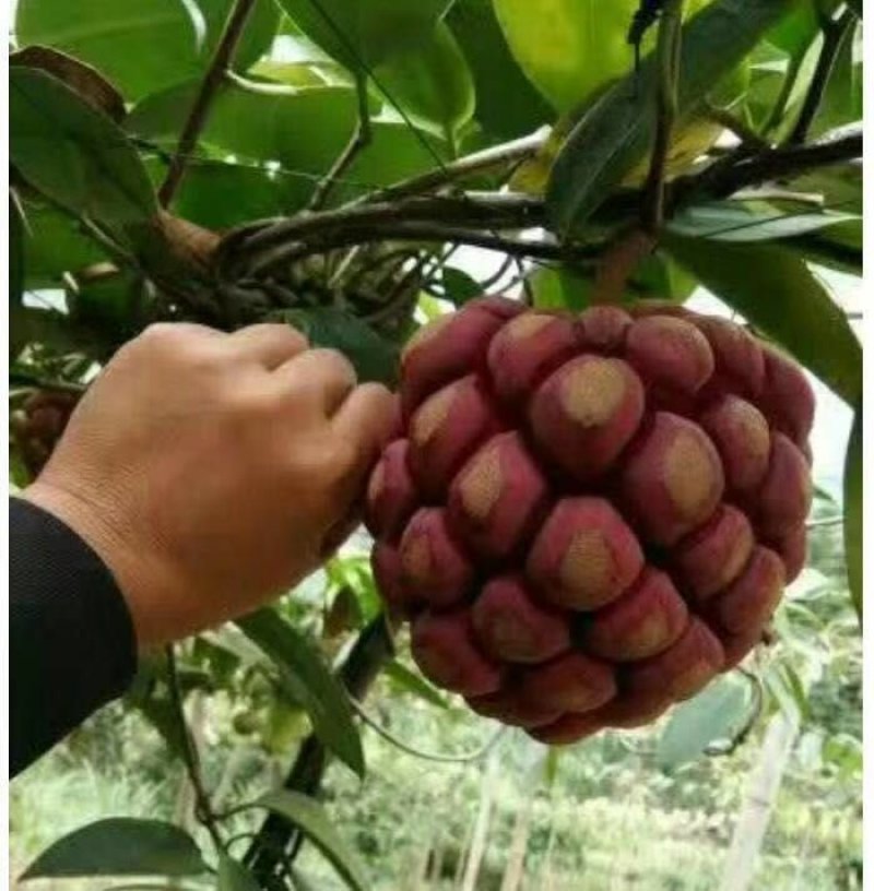 🔥热销【企业认证】布福娜树苗品种纯包活包技术