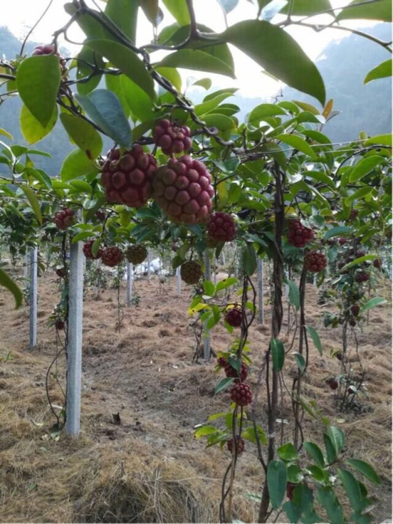 🔥热销【企业认证】布福娜树苗品种纯包活包技术