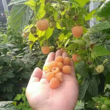 树莓苗红树莓苗品种纯度保证当年结果苗