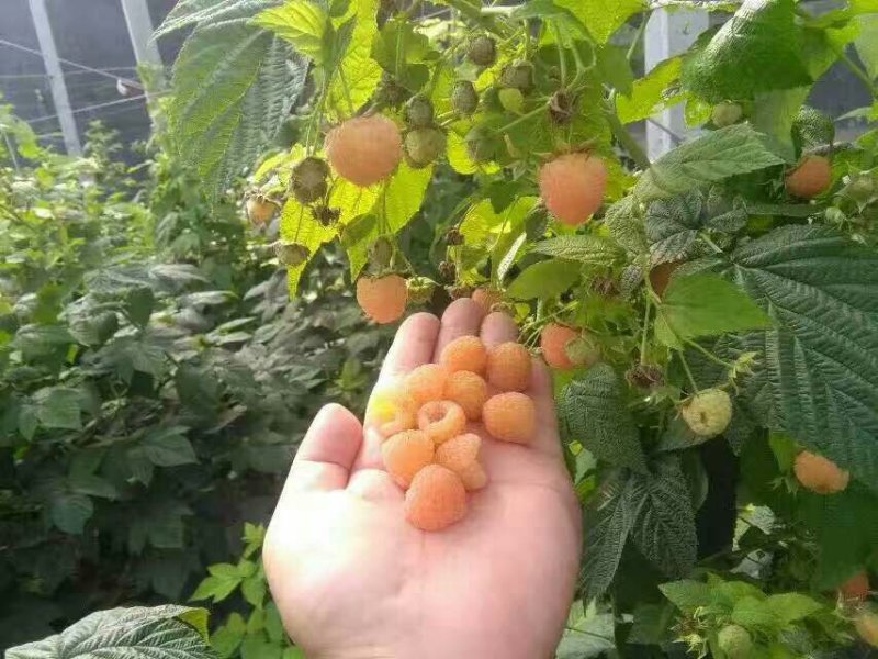 树莓苗红树莓苗品种纯度保证当年结果苗