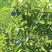 树莓苗红树莓苗品种纯度保证当年结果苗