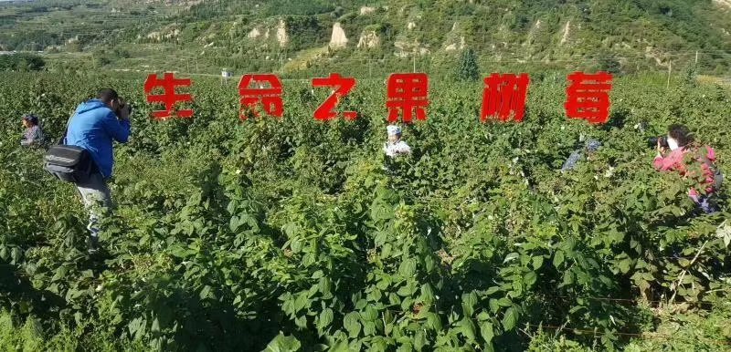 树莓苗红树莓苗品种纯度保证当年结果苗