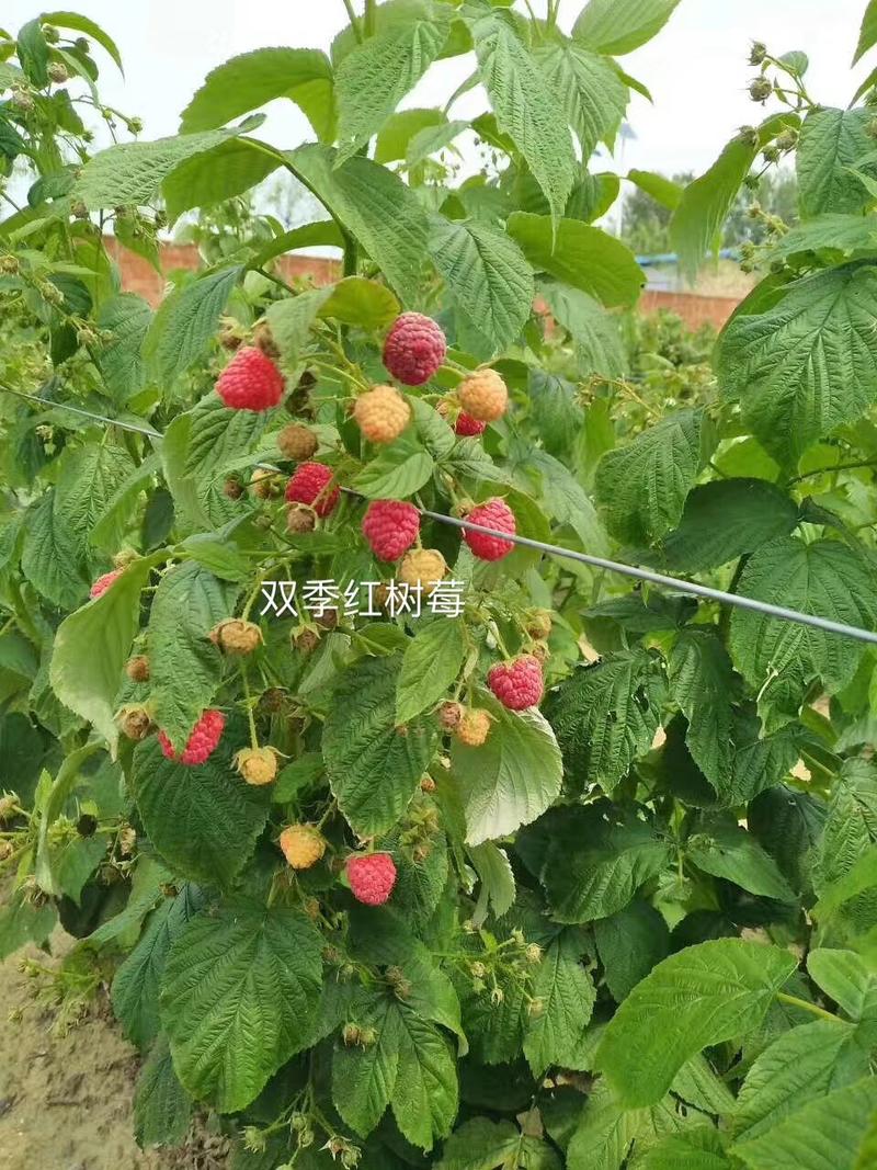 树莓苗红树莓苗品种纯度保证当年结果苗