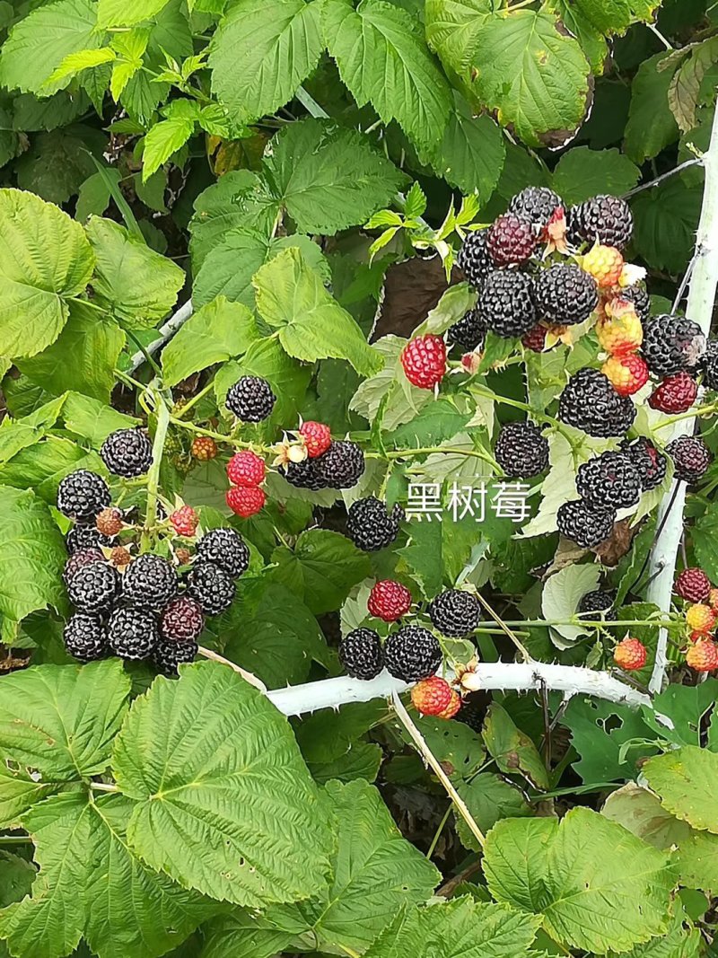 树莓苗红树莓苗品种纯度保证当年结果苗